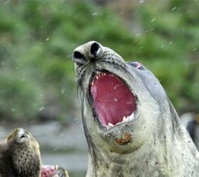 see seals close up on our antartica tours