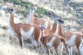 Guanacos in the Torres del Paine