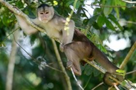 A Monkey in the Napo wildlife Reserve