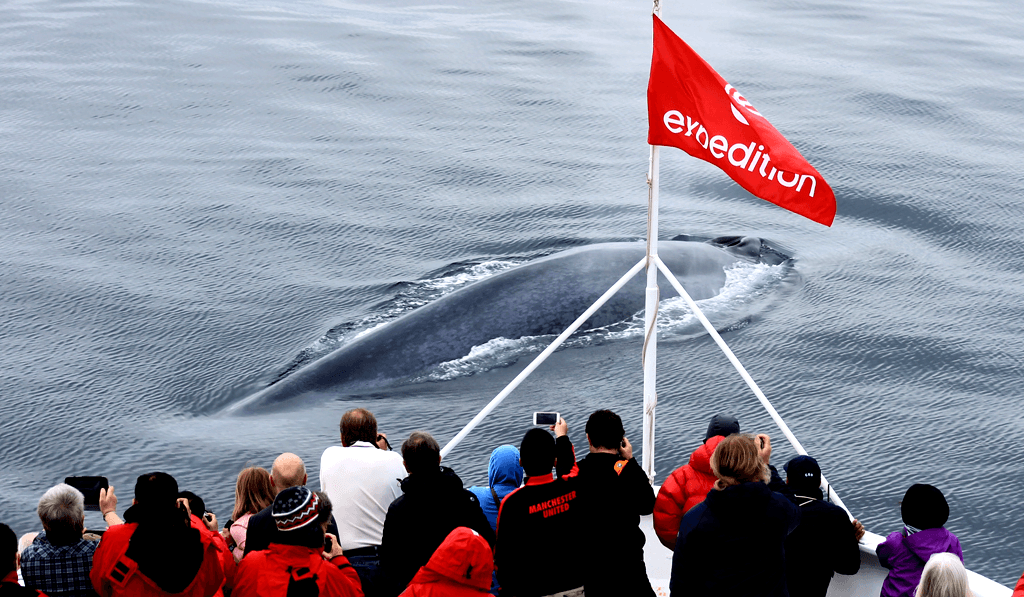 whale spotting in the arctic