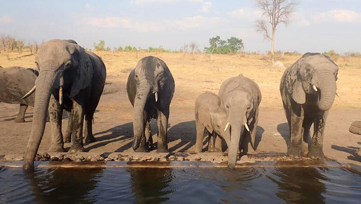 Safari in Zimbabwe