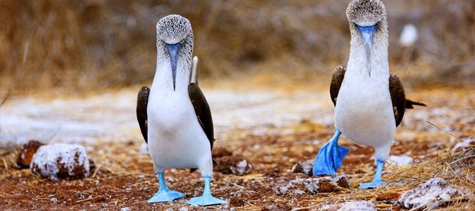 Blue Footed Boobies