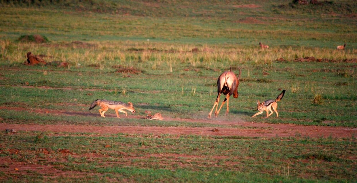 Samburu