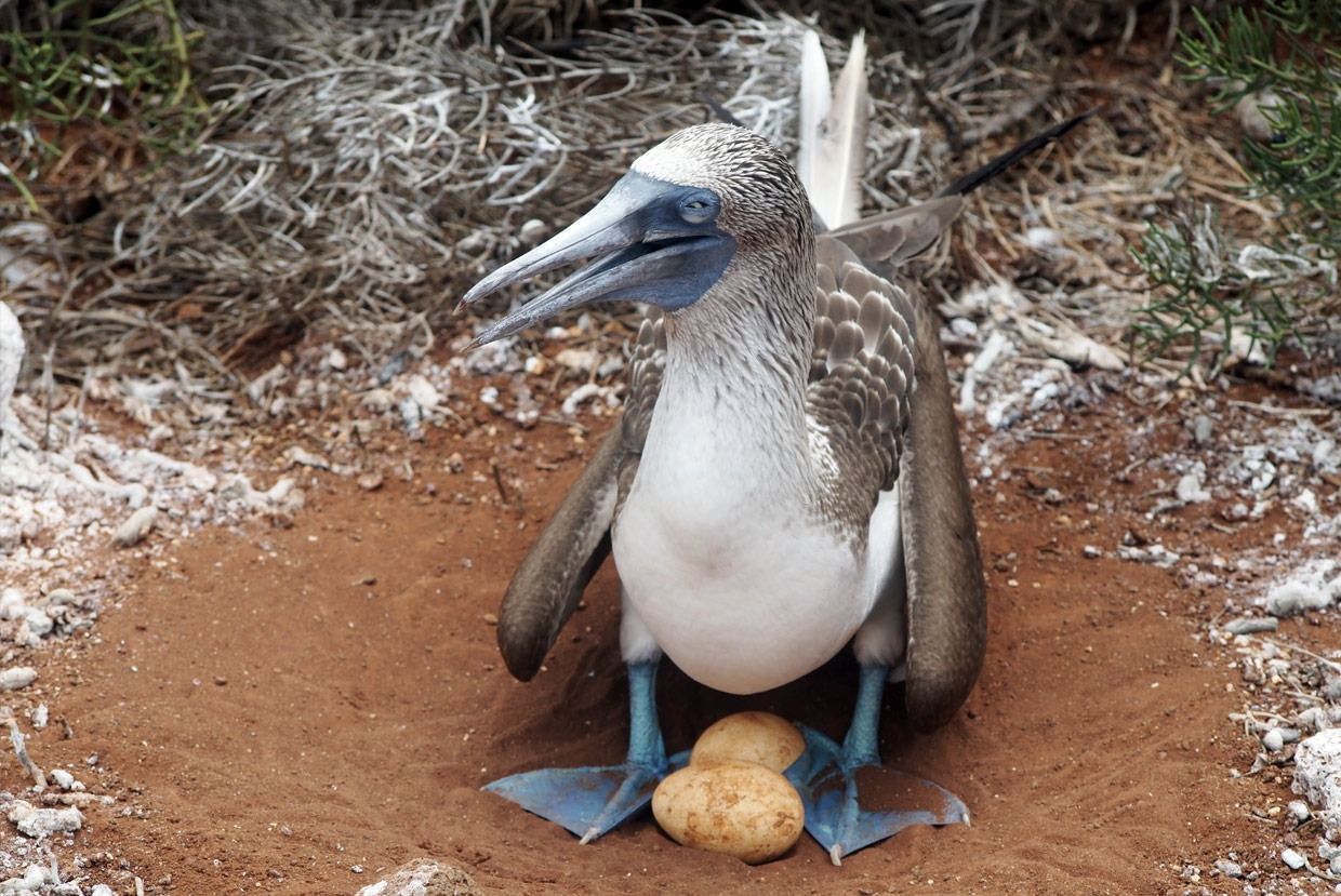 Galapagos Island Stays