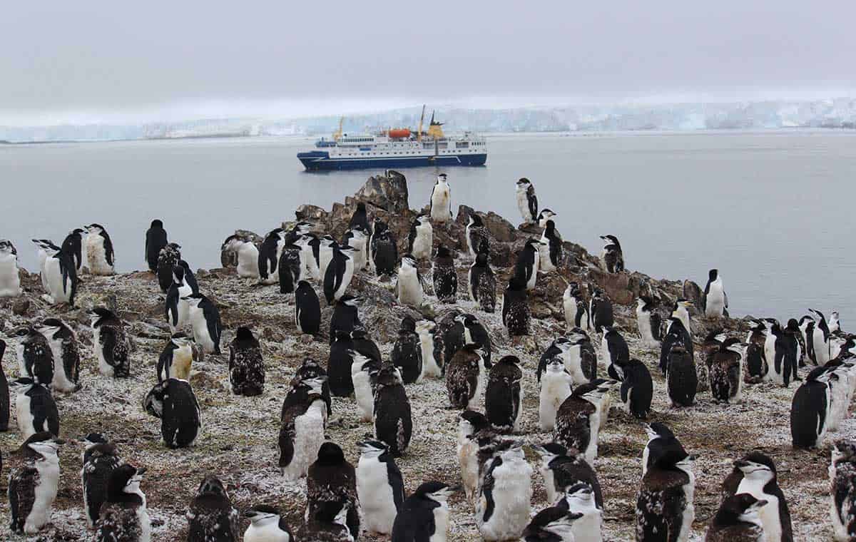 Antarctic Wildlife