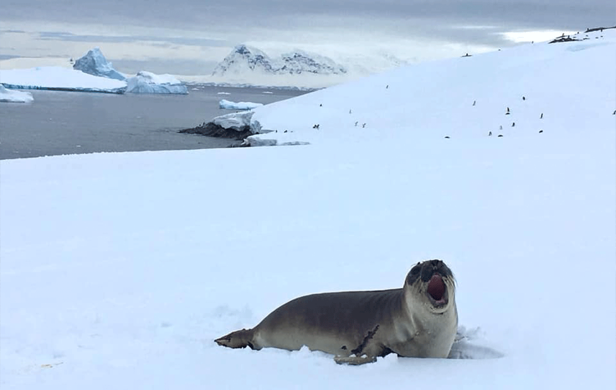 Antarctic Wildlife