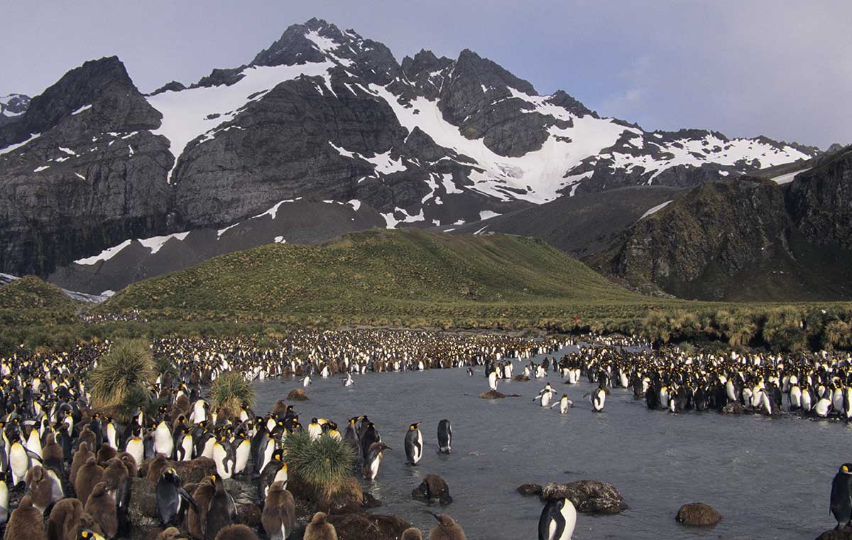 Antarctic Wildlife