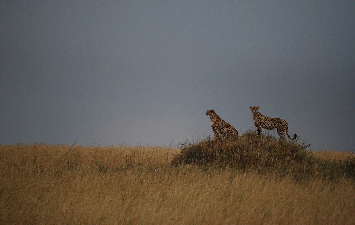 Leopards