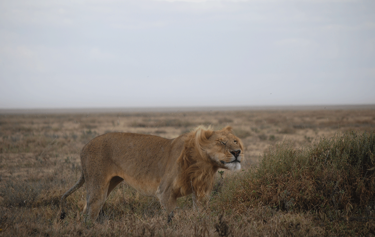 Serengeti Lion