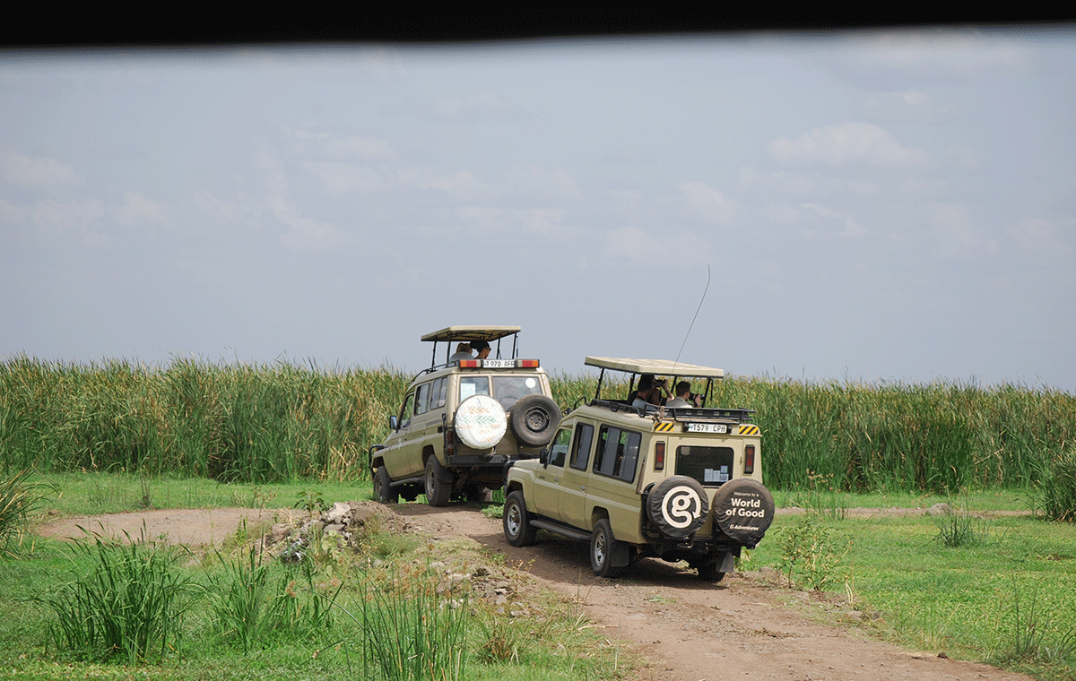 Serengeti Safari