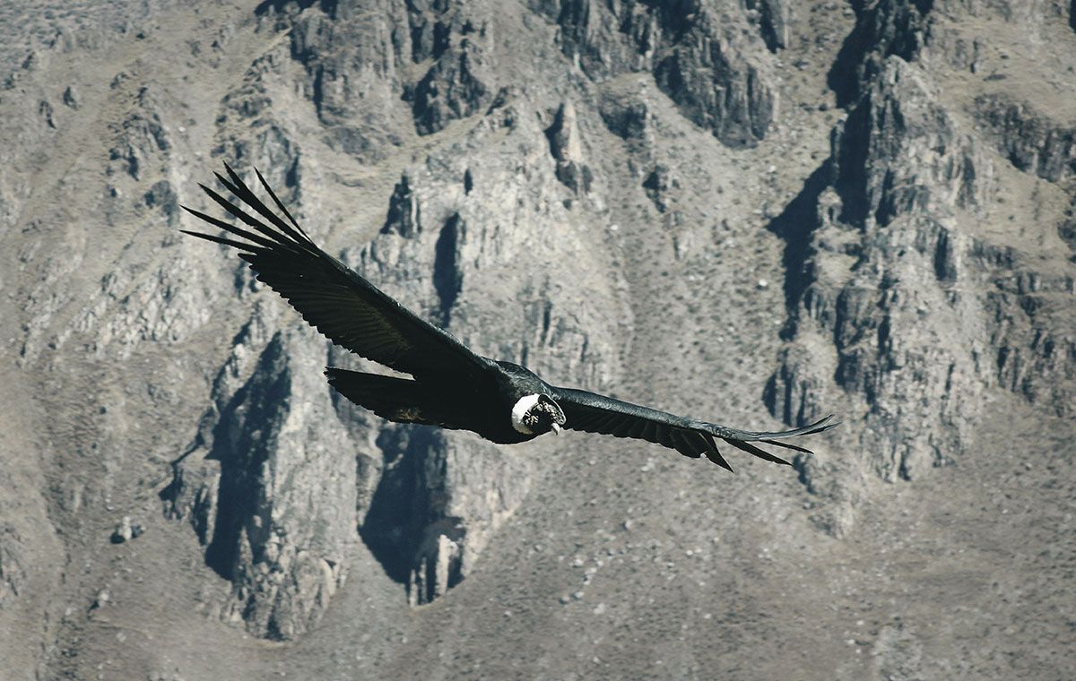 Andean Condor