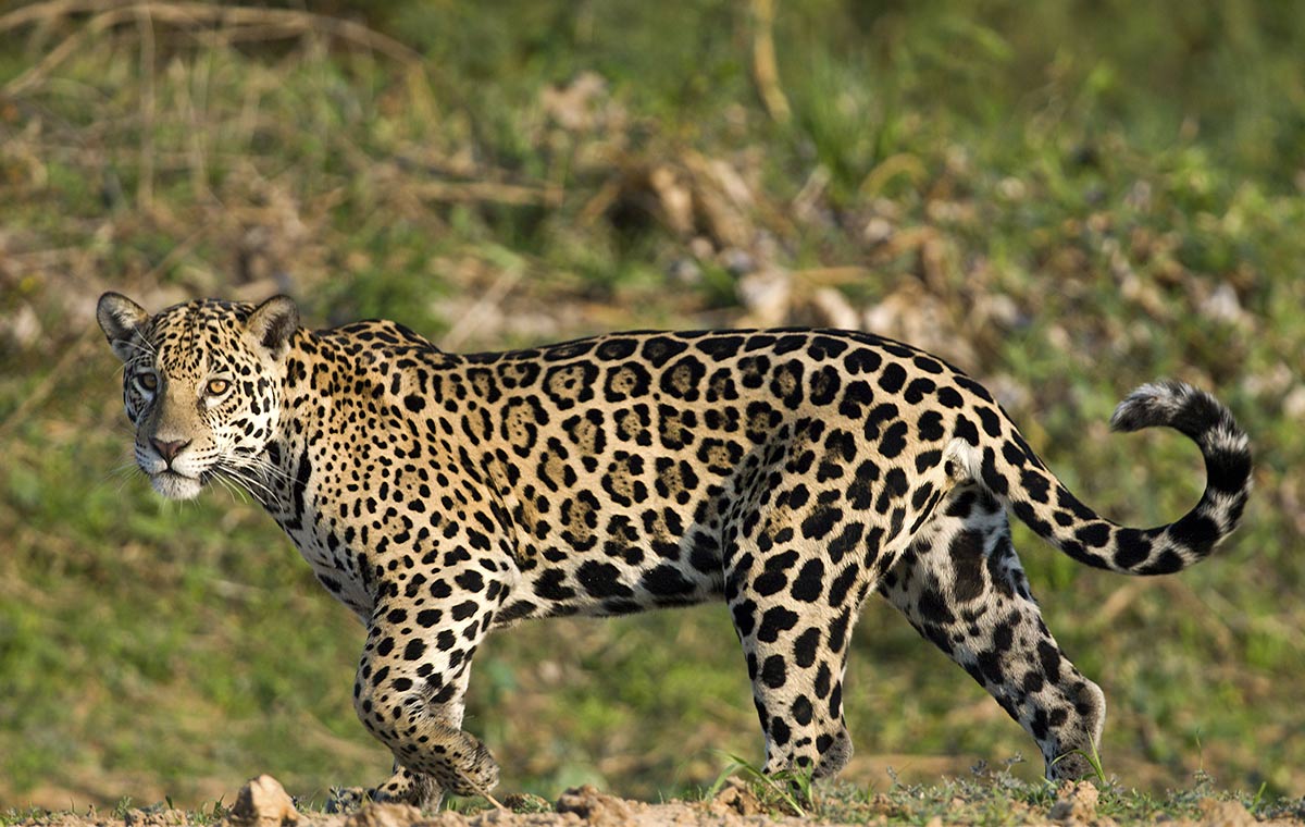 Jaguar