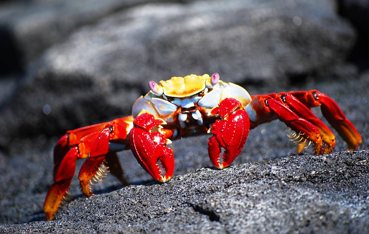 Galapagos Islands