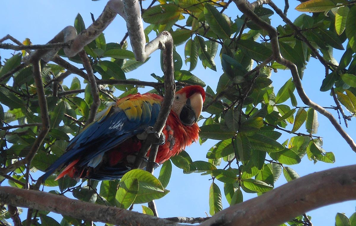 Macaw