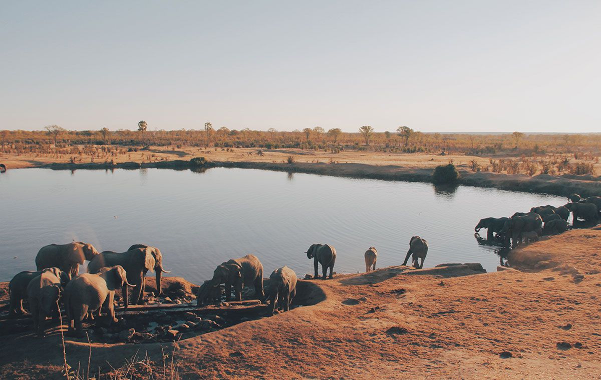 Elephants