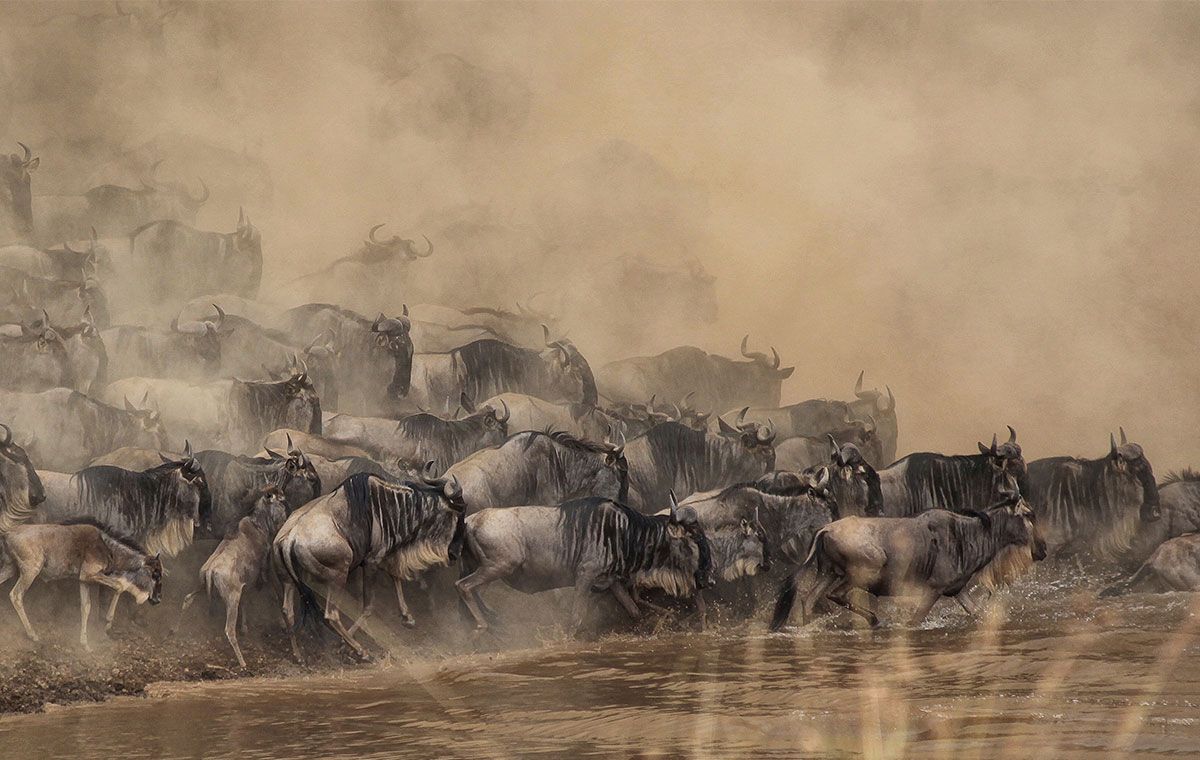 Migration River Crossing