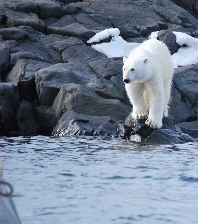 Polar Bear