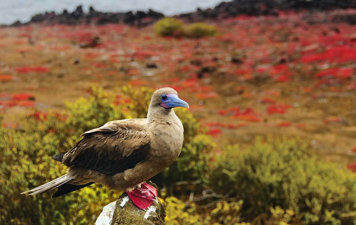 Red Footed Booby