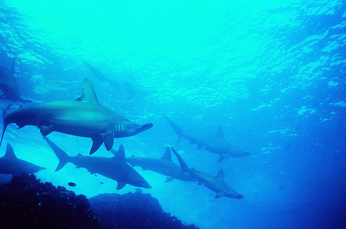 Galapagos Diving