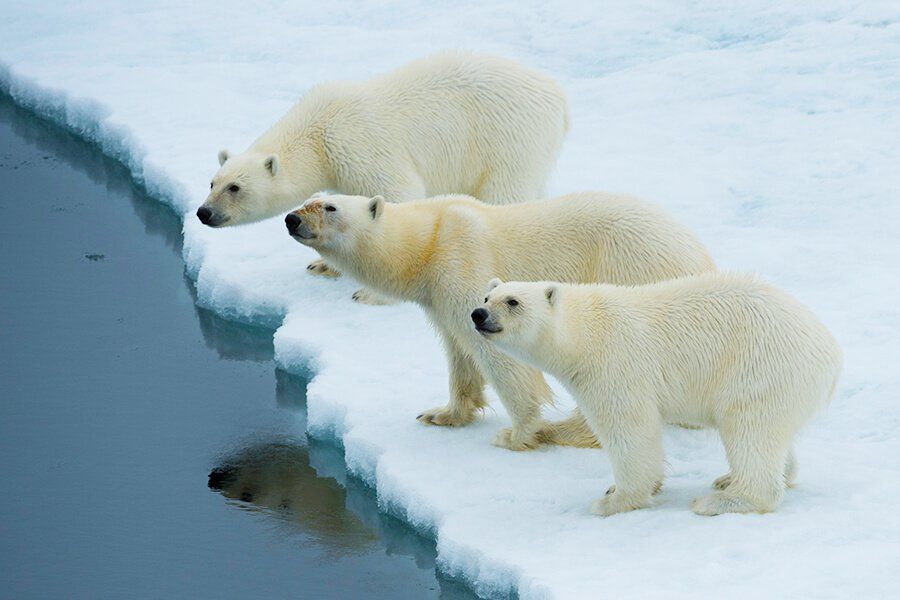 Spitsbergen Tours