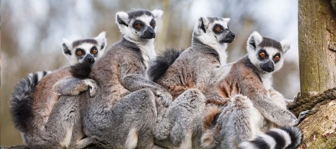 Madagascar Tours