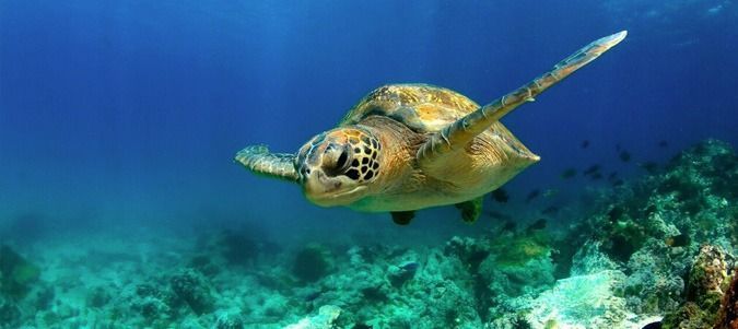 Diving Trips in the Galapagos Islands