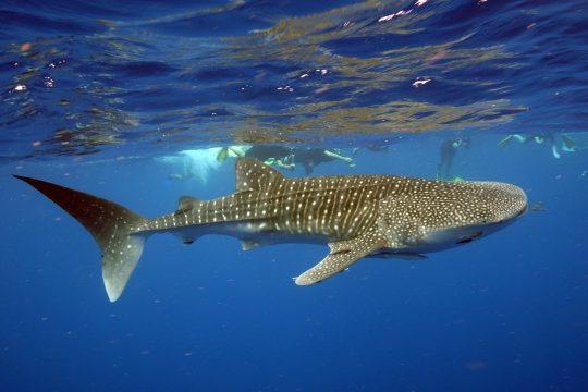 Whale Shark