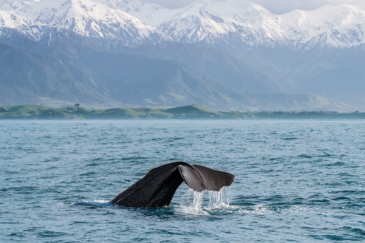 Christchurch & Kaikoura