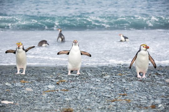 Macquarie Island