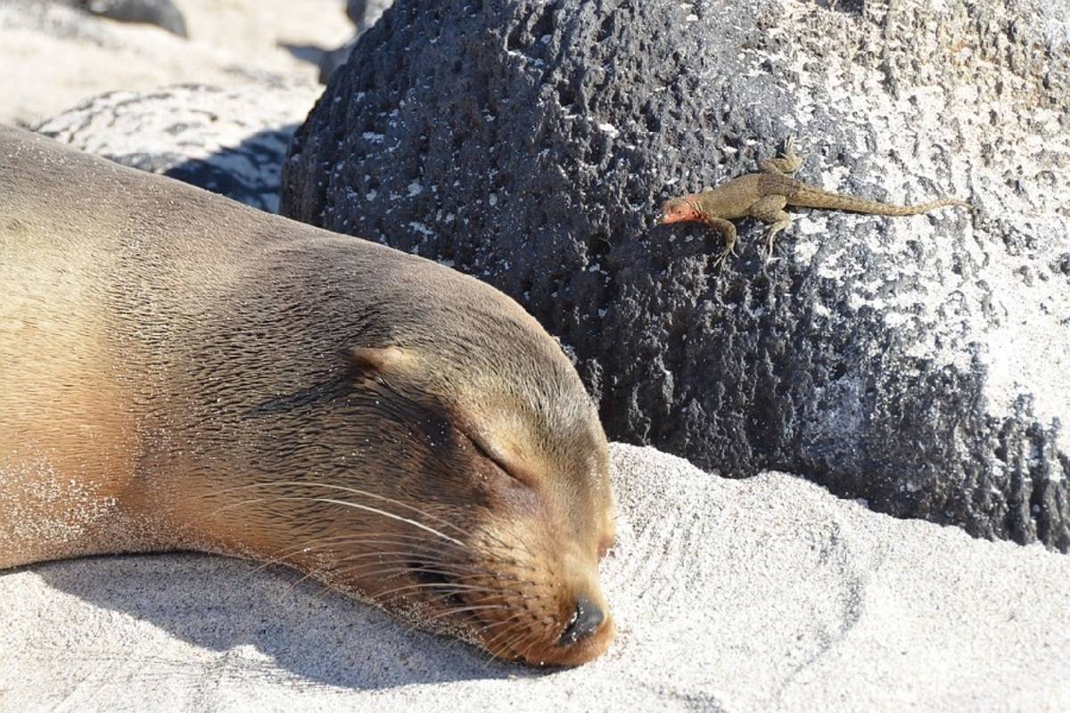 West Galapagos Islands