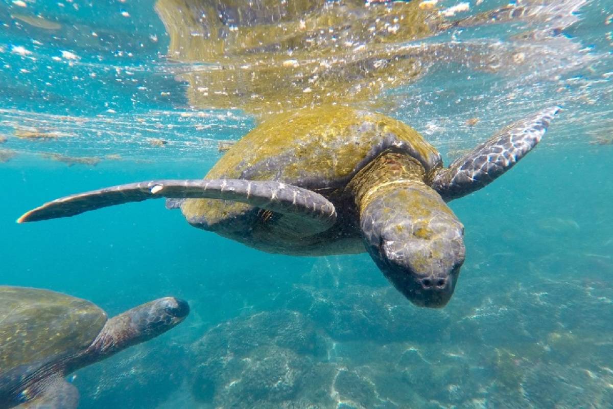 South Galapagos Islands