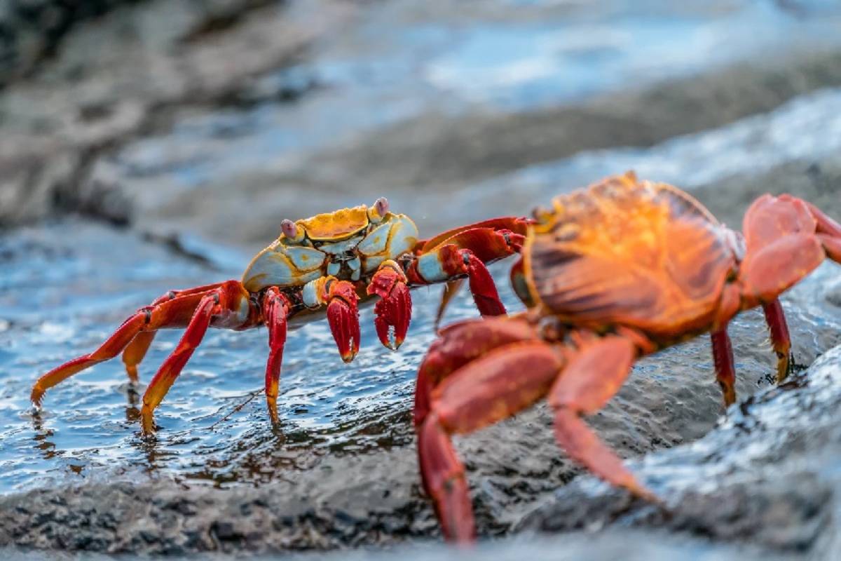 South East Galapagos Islands