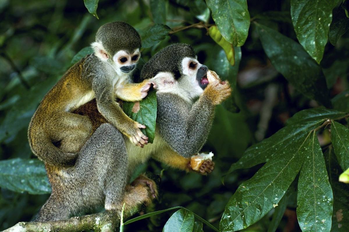 Amazon River Cruise