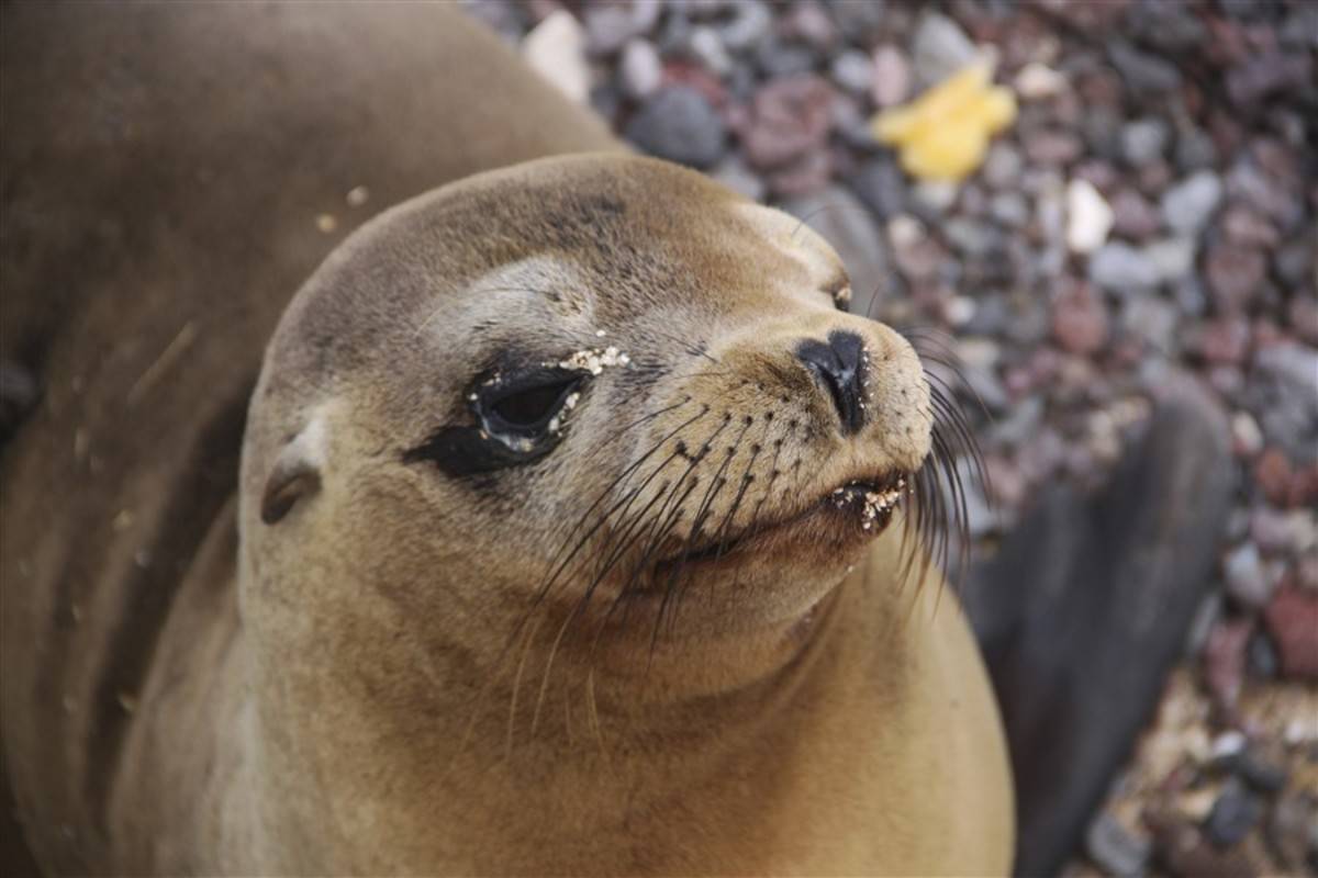 Western Galapagos Islands