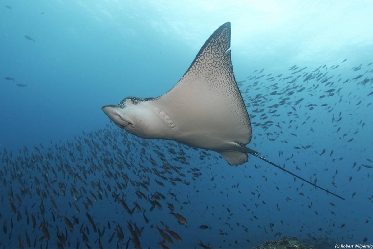 Diving Cruise