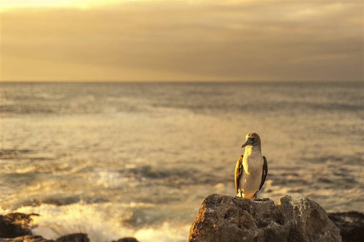 Central & South Galapagos Islands