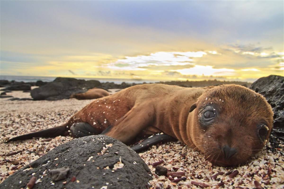 Central Galapagos Islands