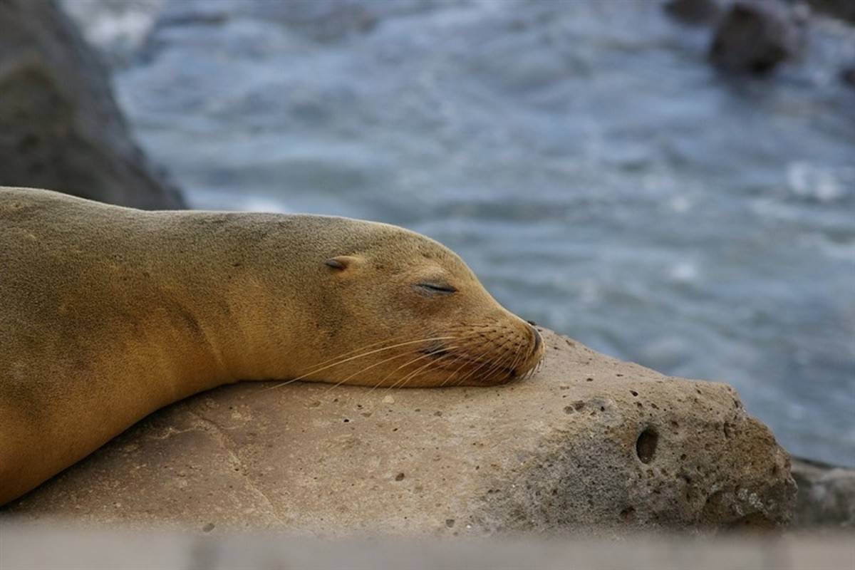 South & West Galapagos Islands