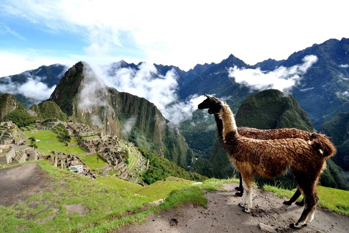 Condor: Peru in Depth