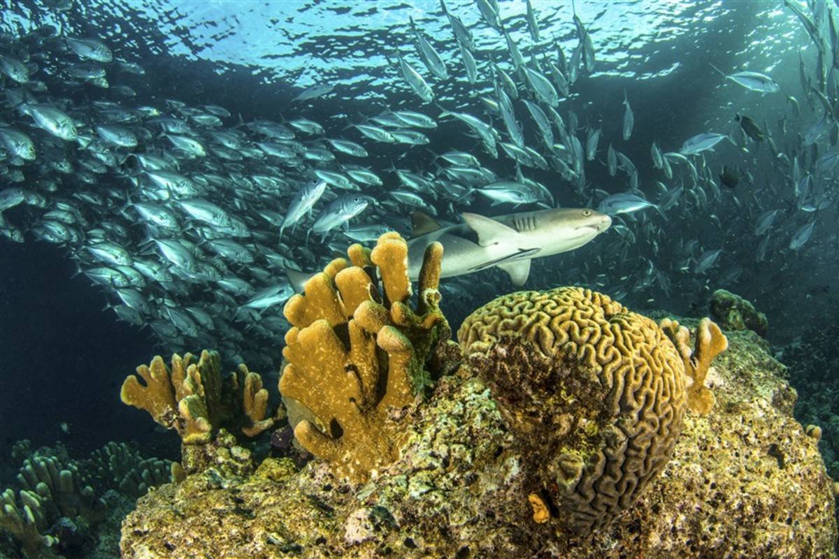 Western Galapagos Islands