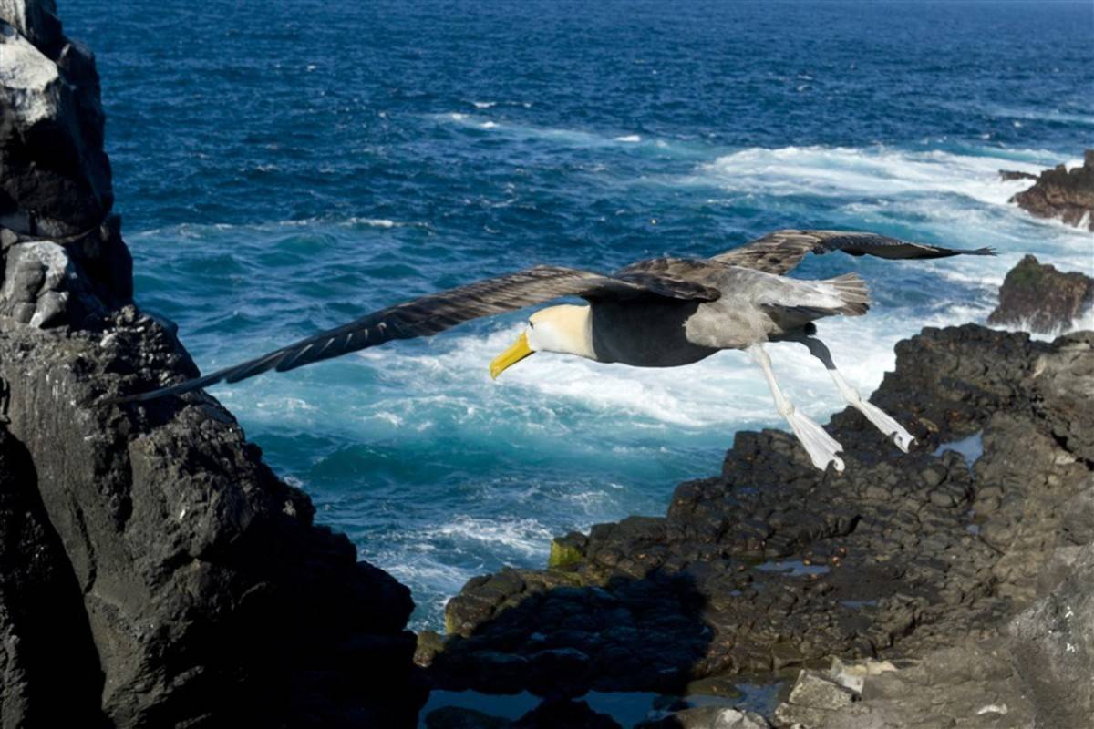 Central & North Galapagos Islands