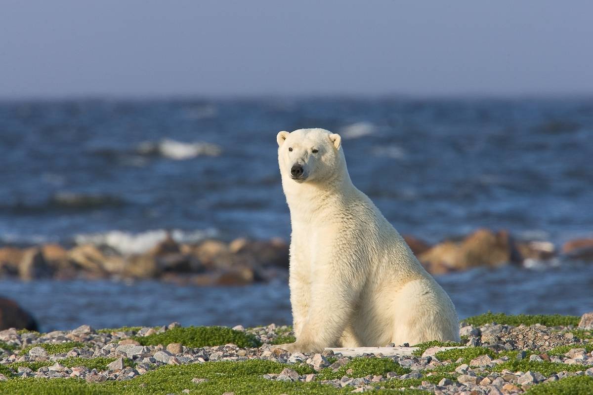 Birds, Bears and Belugas: Seal River Heritage Lodge