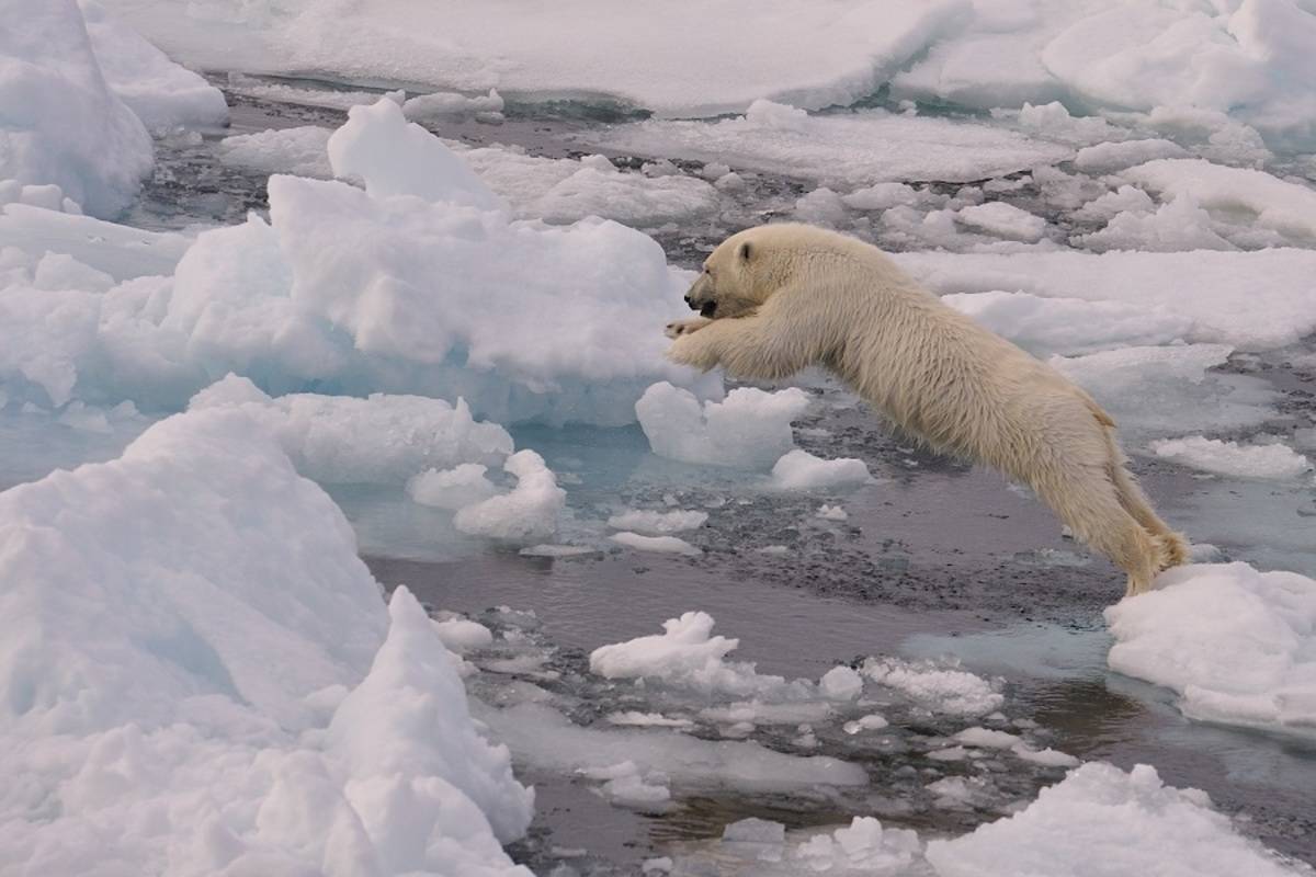 North Spitsbergen, In Search of Polar Bear & Pack Ice