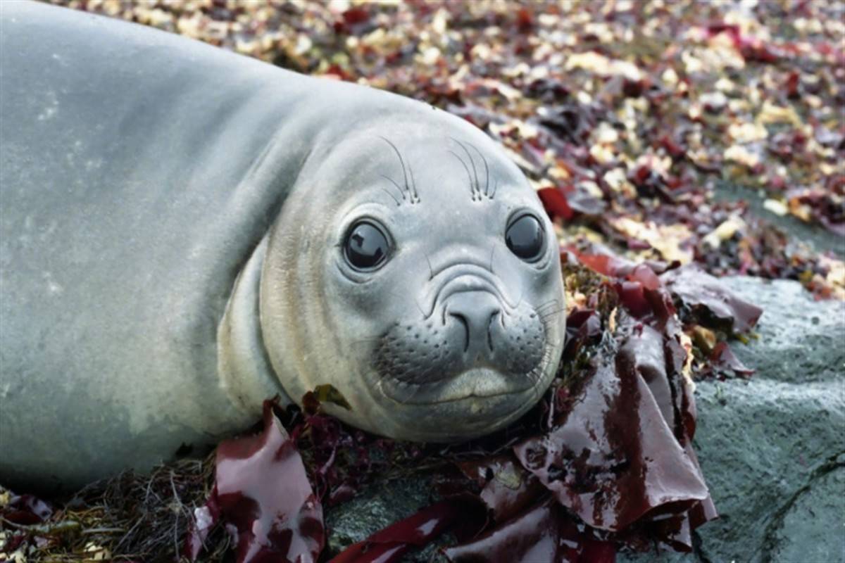  Ocean Diamond: Falklands, South Georgia & Antarctica - Explorers and Kings