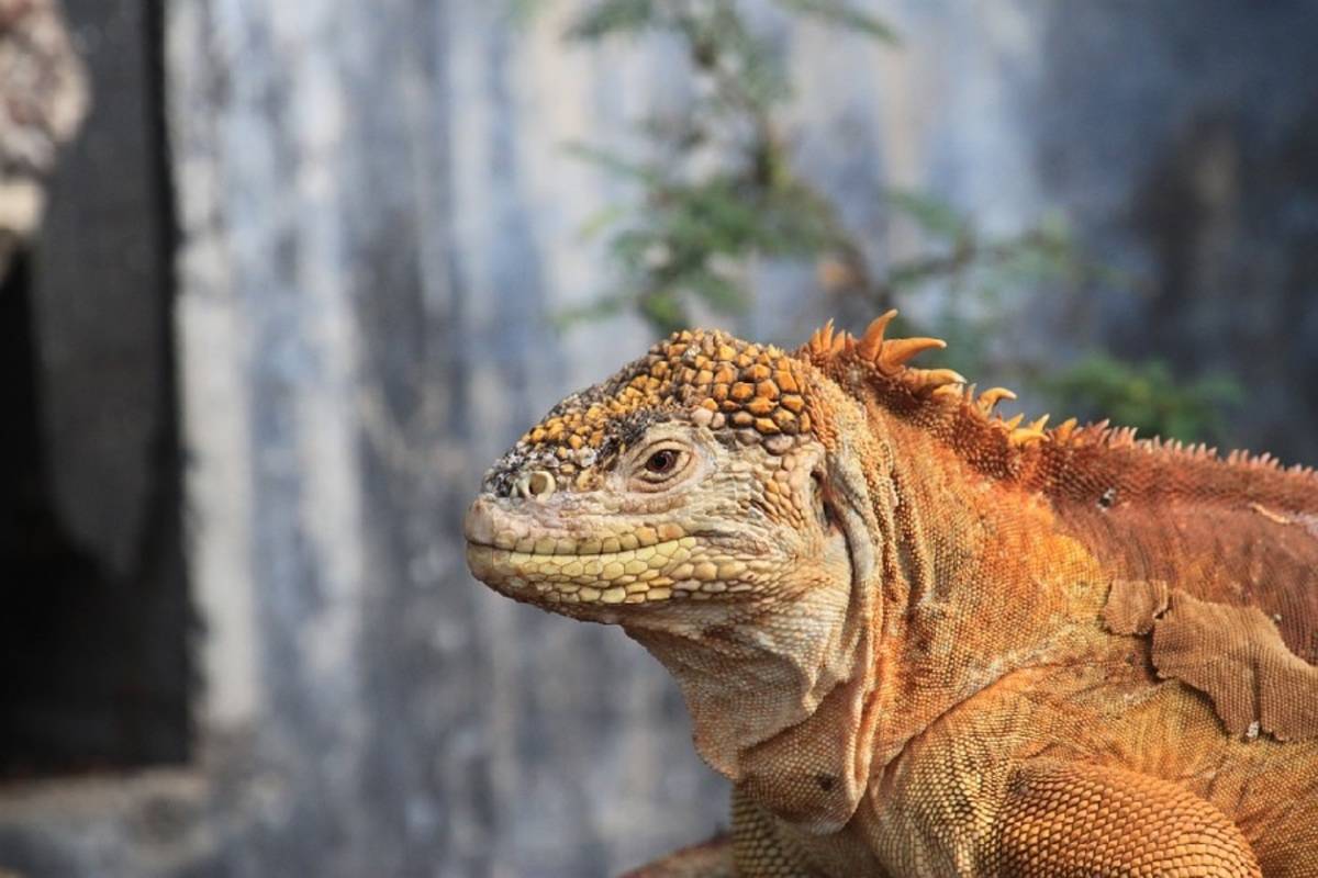 North Central Galapagos Islands