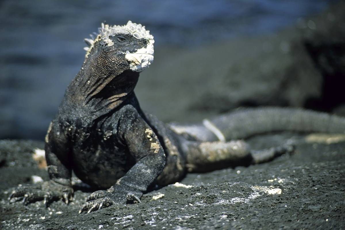 Western & Central Galapagos Islands