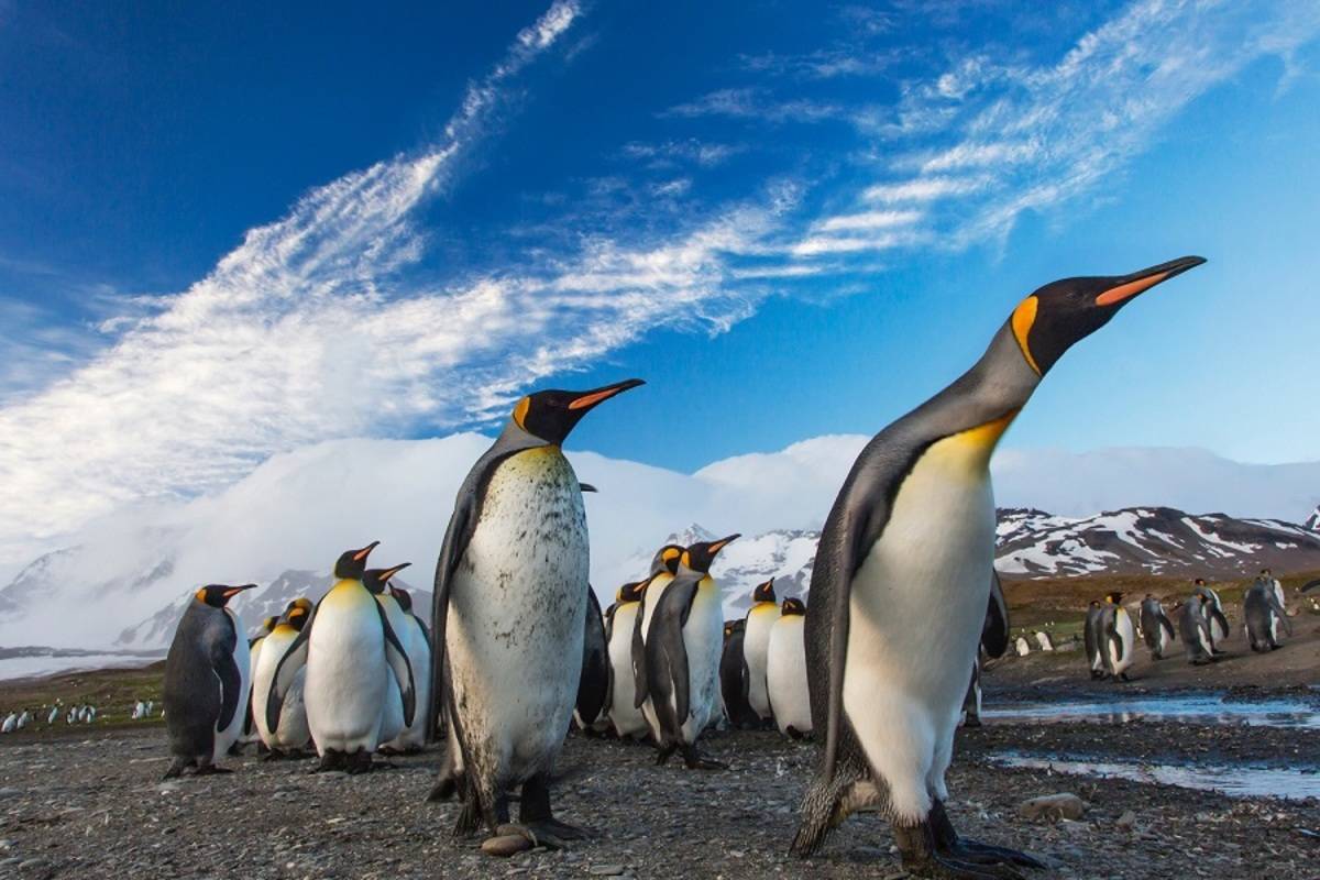 South Georgia and the Falklands