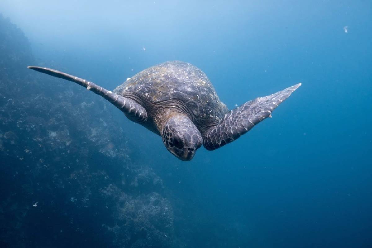 Galapagos Islands