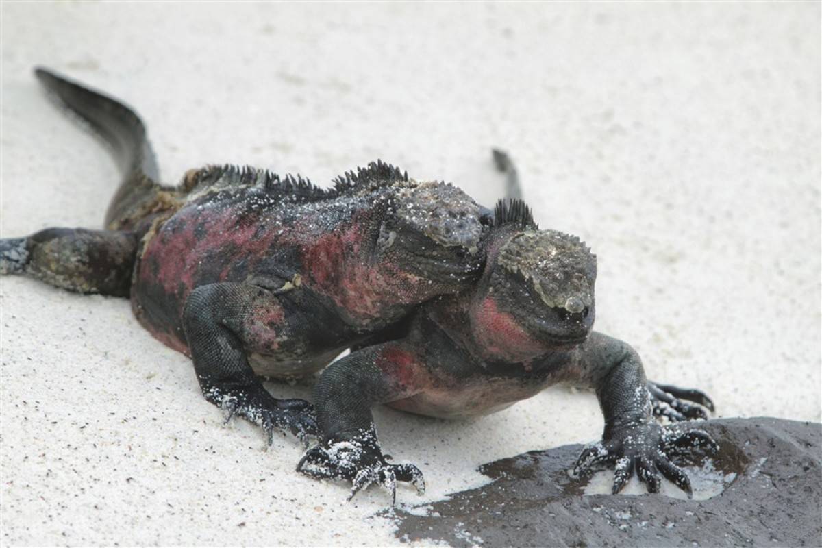 Northern Galapagos Islands