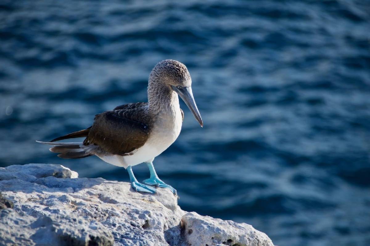 North & West Galapagos Islands